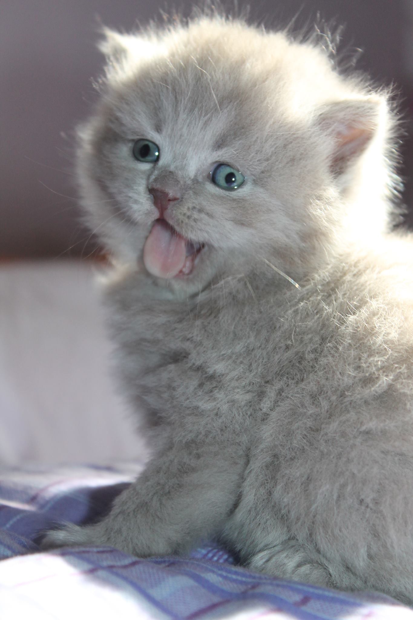 British Longhair